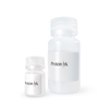 Fastback Recombinant Protein A Big Bead Resin
