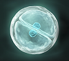 Cell cycleアッセイ