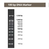 100 bp DNAマーカー