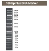 100 bp Plus DNAマーカー