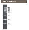 1 kb DNAマーカー